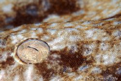 Wobbegong eye by Dr Bob Whorton 